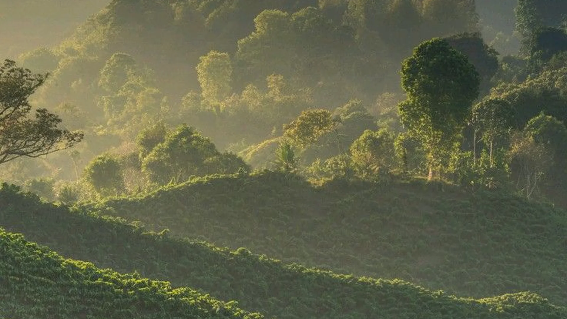 Misty hills and coffee landscape in Kodagu
