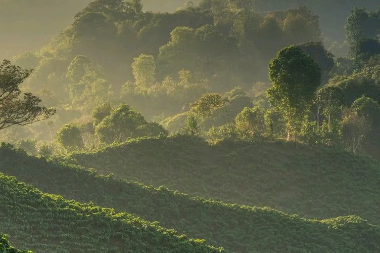 Misty hills and coffee landscape in Kodagu