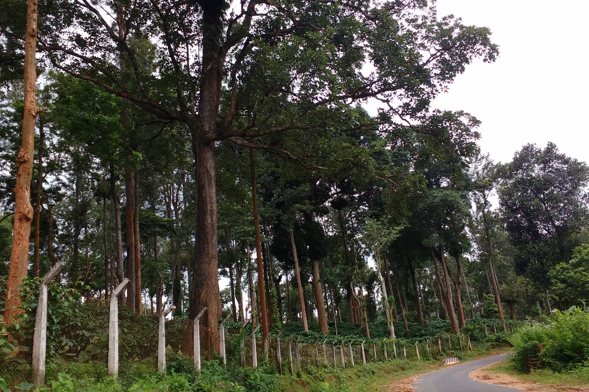 Shade-grown coffee plantation in Chikkamagaluru district